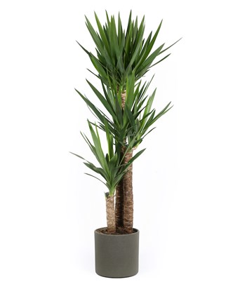 Yuka Bitkisi - Yucca Massengena 3 Gövde 140 CM